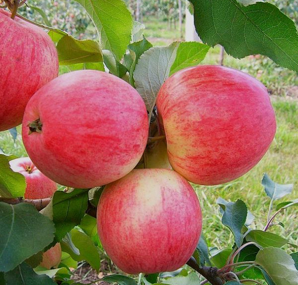 Яблоня домашняя 'Мечта'